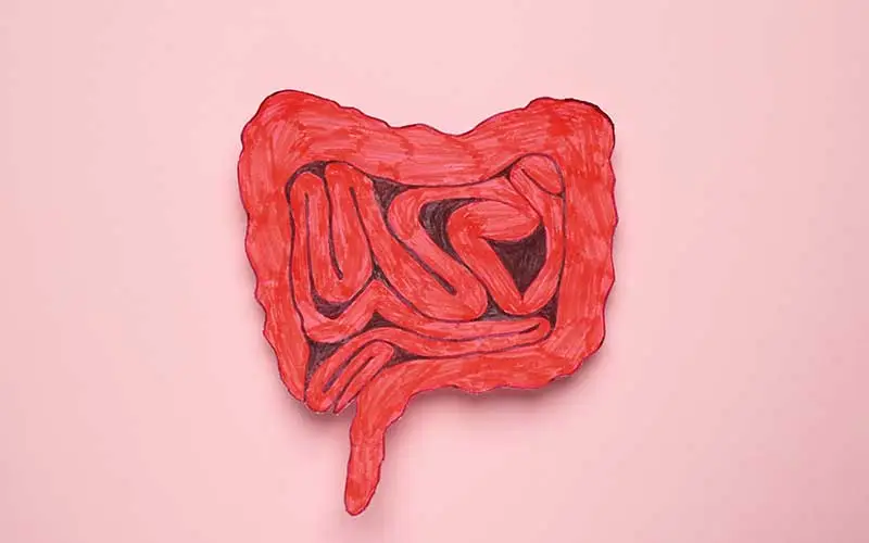 Paper cutout of small intestine on pink background